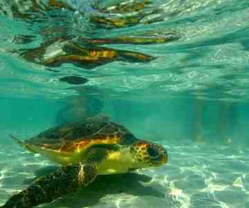 Liberazione Caretta caretta
