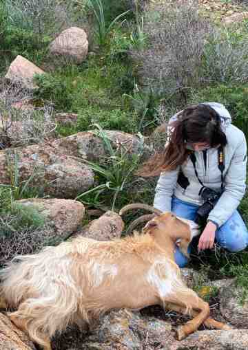 Le capre di Caprera: di chi sono e da dove vengono? Il Parco avvia uno studio per fare chiarezza