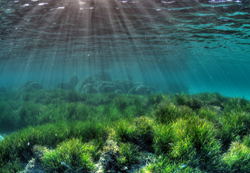 Posidonia Oceanica: nuovo studio scientifico