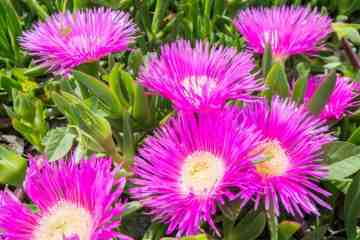 La specie alloctona invasiva del genere Carpobrotus sp.
