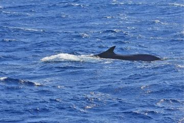L\'Islanda dice no alla caccia alle balene