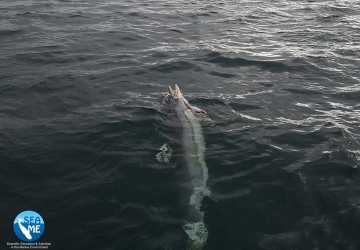 Carcassa di delfino alla deriva. Ieri, il pronto intervento per il recupero