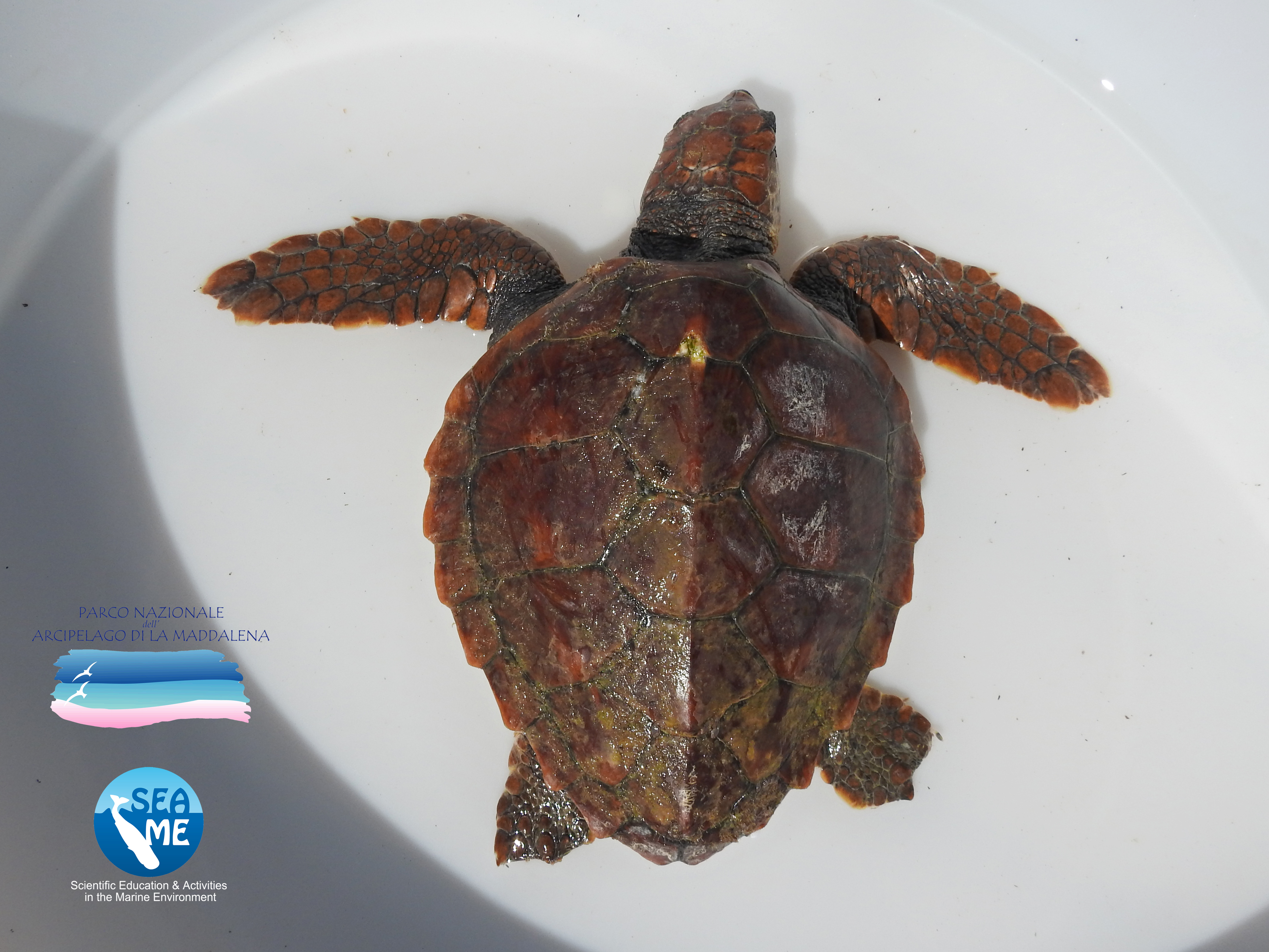 Un�altra tartaruga marina soccorsa nelle acque del Parco
