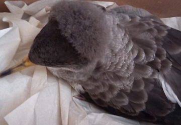 Il Parco soccorre una Berta maggiore in difficolt