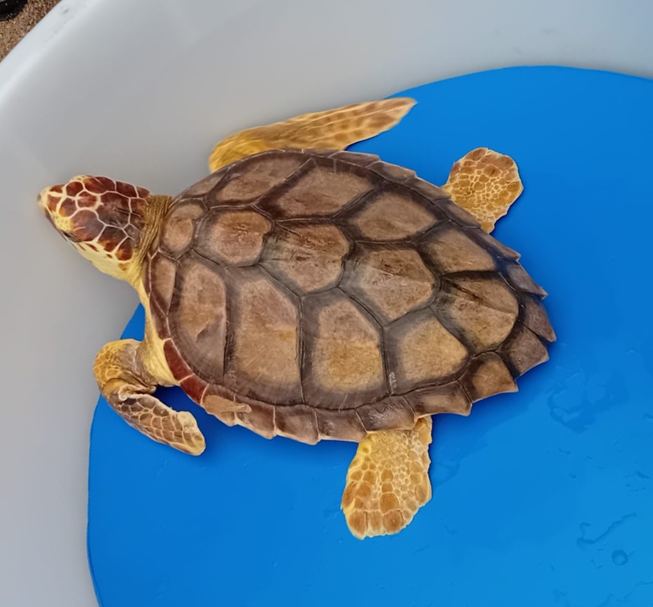 La forza delleducazione ambientale: Kikka simbolo di speranza e responsabilit