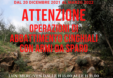 Cinghiali: comincia l\'attivit di selecontrollo
