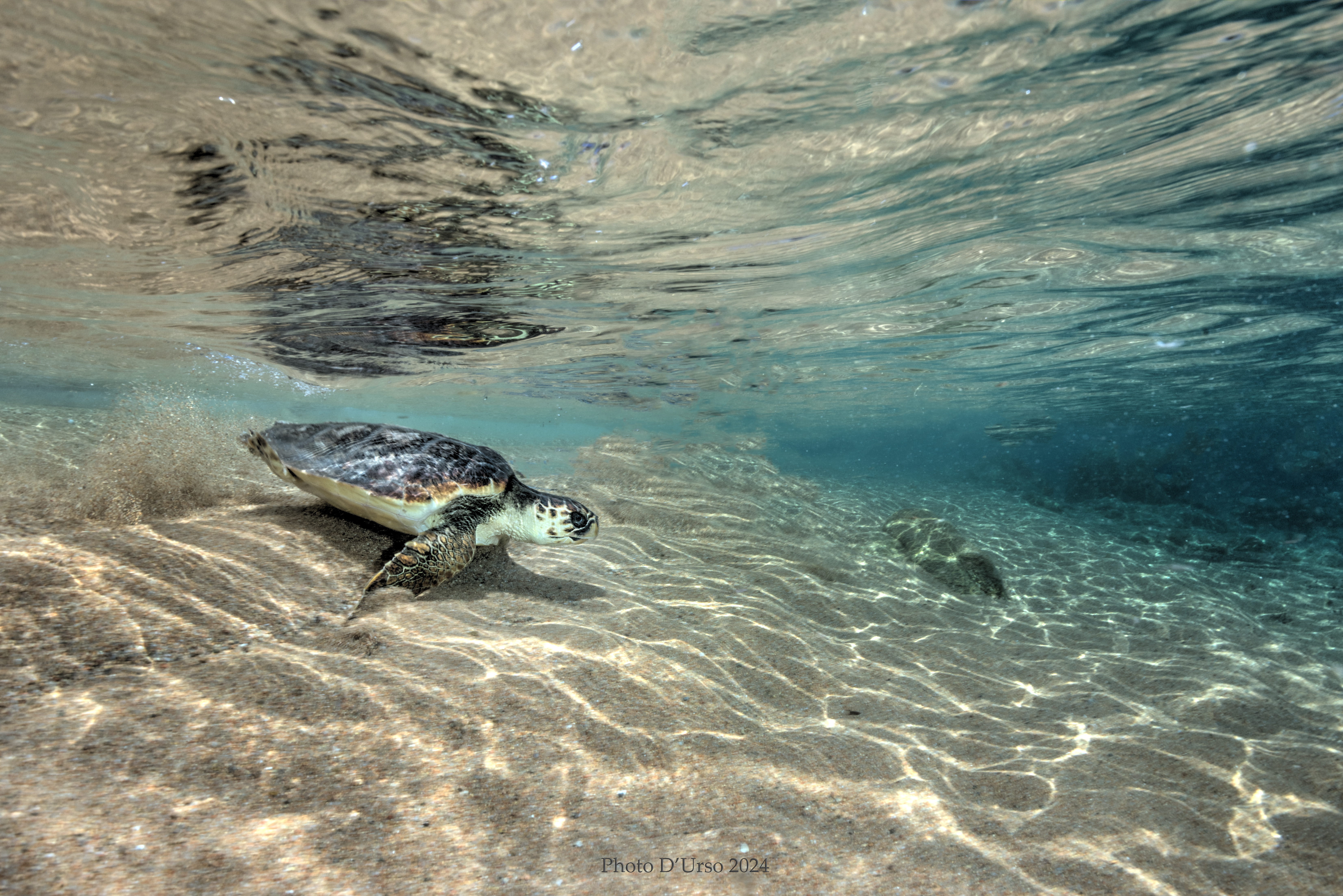 Caretta caretta \
